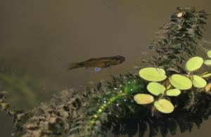 <a href="https://taieol.tw/muse/digi_object/c77afb17d760db2ed74f0c0ef23ad2d4" target="_blank">花斑劍尾魚／By：allenlyu／iNaturalist</a>