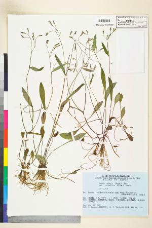 <a href="https://brmas.openmuseum.tw/muse/digi_object/8305e9bbbe70dd29ce4fbeb3e24992d0" target="_blank">蔓苦藚／中央研究院生物多樣性研究博物館植物標本館 (HAST)</a>