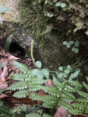 <a href="https://taieol.tw/muse/digi_object/b5e4ba9c865bed155abcffa48825a4eb" target="_blank">小椒草／By：huanghuai／iNaturalist</a>