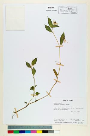 <a href="https://brmas.openmuseum.tw/muse/digi_object/830f4d678d8093a110001b30573d034a" target="_blank">黃花鳳仙花／中央研究院生物多樣性研究博物館植物標本館 (HAST)</a>