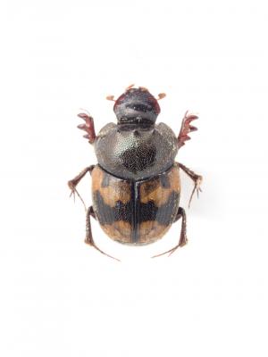 Onthophagus (Paraphanaeomorphus) trituber (Wiedemann, 1823)(1)