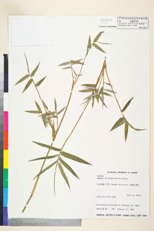 <a href="https://brmas.openmuseum.tw/muse/digi_object/8318c43d0edb33c70a463ea4deb4bc06" target="_blank">火廣竹(火吹竹、火管竹)／中央研究院生物多樣性研究博物館植物標本館 (HAST)</a>