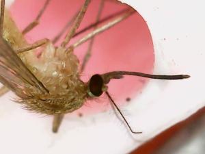 <a href="https://taieol.tw/muse/digi_object/3eecff7b47fe136ed79bee016cfb8180" target="_blank">熱帶家蚊／By：naturalist99250／iNaturalist</a>