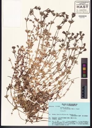 <a href="https://brmas.openmuseum.tw/muse/digi_object/833783fd59a459c671c4bdac5f8127da" target="_blank">豬殃殃／中央研究院生物多樣性研究博物館植物標本館 (HAST)</a>