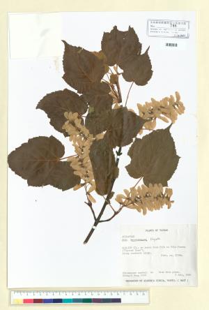 <a href="https://brmas.openmuseum.tw/muse/digi_object/8338136bdf66d44cd2492e61de1a32a3" target="_blank">台灣紅榨槭／中央研究院生物多樣性研究博物館植物標本館 (HAST)</a>