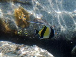 <a href="https://taieol.tw/muse/digi_object/874b8af6ee8ba974e073f6db766ed3c1" target="_blank">角蝶魚／By：langzi／iNaturalist</a>