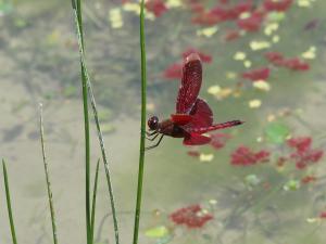 <a href="https://taieol.tw/muse/digi_object/d361da424637f17e171ee0dd69e595dd" target="_blank">善變蜻蜓／By：leaf0605／iNaturalist</a>