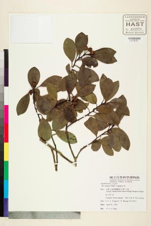 <a href="https://brmas.openmuseum.tw/muse/digi_object/835a6c8e541a44d1c1be99157325e740" target="_blank">全緣葉冬青／中央研究院生物多樣性研究博物館植物標本館 (HAST)</a>