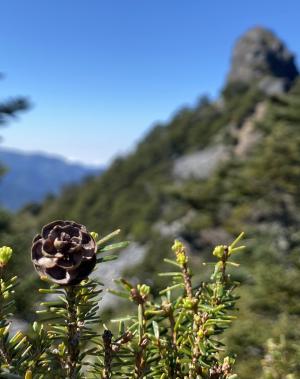 <a href="https://taieol.tw/muse/digi_object/16449fc585a45f97ee7eeb99251a0a12" target="_blank">鐵杉／By：joshua358／iNaturalist</a>