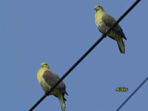 20090725_380271_Green_Pigeon_P3111358.jpg