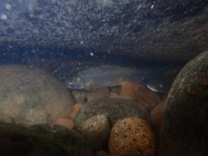 <a href="https://taieol.tw/muse/digi_object/d663754fc57aabc9efc5cc95902ca8d2" target="_blank">臺灣白甲魚／By：chienyu1／iNaturalist</a>