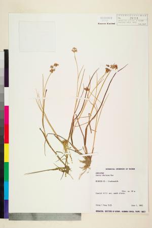 <a href="https://brmas.openmuseum.tw/muse/digi_object/83cb3f0a1c63bfe3654326430e0b3c56" target="_blank">大井氏燈心草／中央研究院生物多樣性研究博物館植物標本館 (HAST)</a>