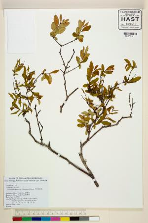 <a href="https://brmas.openmuseum.tw/muse/digi_object/83e0240d5c7bf4208a5df94378faea33" target="_blank">清水金絲桃／中央研究院生物多樣性研究博物館植物標本館 (HAST)</a>