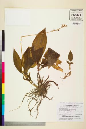 <a href="https://brmas.openmuseum.tw/muse/digi_object/840076c610b1278a081494af3b5f156a" target="_blank">紅花羊耳蒜／中央研究院生物多樣性研究博物館植物標本館 (HAST)</a>