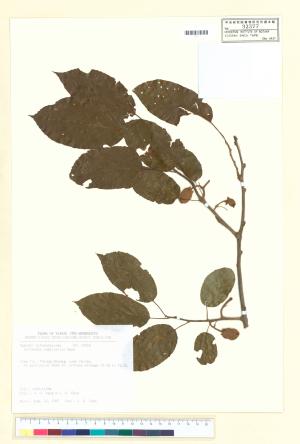 <a href="https://brmas.openmuseum.tw/muse/digi_object/8412877745c8c5551d85fb945e5e2ea5" target="_blank">腺齒獼猴桃／中央研究院生物多樣性研究博物館植物標本館 (HAST)</a>