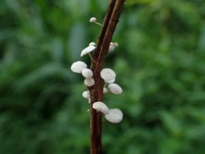 <a href="https://taieol.tw/muse/digi_object/b58ad44c4f26c30e2b9358ca41b10096" target="_blank">枝生微皮傘／By：陳雅芬／蕈哥菇妹園地(The Forum of Fungi)</a>