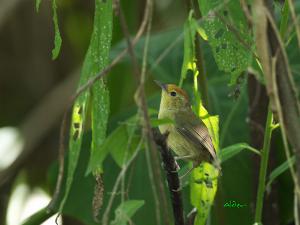 20090906_380484_Red-headed_Babbler_0121.jpg