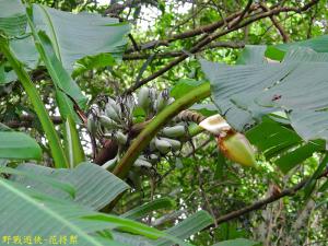 <a href="https://taieol.tw/muse/digi_object/f55226d9debf7d01e7ae39d1dcf08131" target="_blank">阿寬蕉／By：kinmatsu／iNaturalist</a>