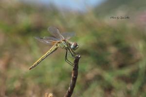 <a href="https://taieol.tw/muse/digi_object/15ef0fe45220144944e3488e2db84eac" target="_blank">紅脈蜻蜓／By：馬承漢／臺灣物種名錄(TaiCOL)</a>