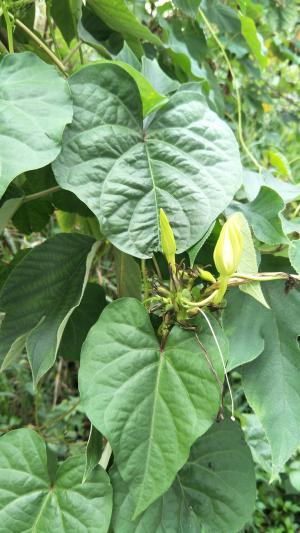 <a href="https://taieol.tw/muse/digi_object/03b121c68beb4334c121a75f57a026db" target="_blank">天茄兒／By：naturalist51606／iNaturalist</a>