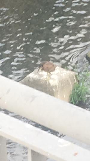 <a href="https://taieol.tw/muse/digi_object/e64fc19888d7cba6c4b71575e68ad001" target="_blank">夜鷺／By：kr-g-dereklin／iNaturalist</a>