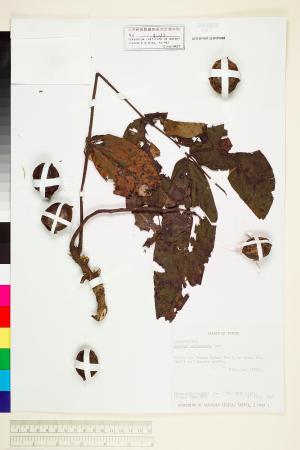 <a href="https://brmas.openmuseum.tw/muse/digi_object/844d8a2f00da343f3b1c09753dd0d2b3" target="_blank">野核桃(台灣胡桃)／中央研究院生物多樣性研究博物館植物標本館 (HAST)</a>