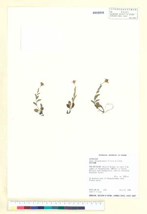 <a href="https://brmas.openmuseum.tw/muse/digi_object/8459f0b035832bb8de68f0305f38f623" target="_blank">清水馬蘭／中央研究院生物多樣性研究博物館植物標本館 (HAST)</a>