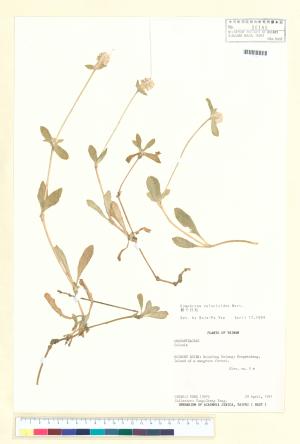 <a href="https://brmas.openmuseum.tw/muse/digi_object/845c77c5a7f44ad4104dd6cccf09b02d" target="_blank">假千日紅／中央研究院生物多樣性研究博物館植物標本館 (HAST)</a>