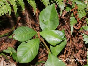 <a href="https://taieol.tw/muse/digi_object/5acf517b8b60c4f8b61bfe39719d1a51" target="_blank">華紫金牛／By：chinaberryhuang／iNaturalist</a>