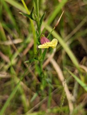 <a href="https://taieol.tw/muse/digi_object/ee59b5aaae18df1e93d0810ffdf4b63d" target="_blank">胡麻草／By：lecanorchis／iNaturalist</a>