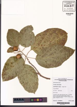 <a href="https://brmas.openmuseum.tw/muse/digi_object/8467a35c13b5e1ea29ea0f8fd73fad59" target="_blank">橙花破布子／中央研究院生物多樣性研究博物館植物標本館 (HAST)</a>