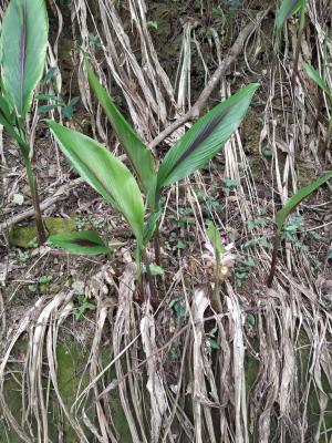 <a href="https://taieol.tw/muse/digi_object/855d719b4a45074517cd277e91f4e034" target="_blank">莪朮／By：jasmine-dream／iNaturalist</a>