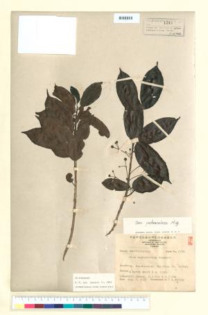 <a href="https://brmas.openmuseum.tw/muse/digi_object/8478354c6587fcc0cb030e632ae4fe2b" target="_blank">刻脈冬青／中央研究院生物多樣性研究博物館植物標本館 (HAST)</a>