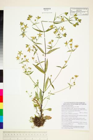 <a href="https://brmas.openmuseum.tw/muse/digi_object/8479aa1a7938320b56e309359fba1f4f" target="_blank">高山當藥／中央研究院生物多樣性研究博物館植物標本館 (HAST)</a>