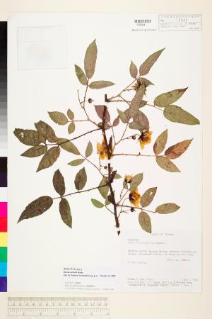 <a href="https://brmas.openmuseum.tw/muse/digi_object/847c4f89b7ea9d3eb4a1de5167c8925a" target="_blank">紅狹葉懸鉤子／中央研究院生物多樣性研究博物館植物標本館 (HAST)</a>