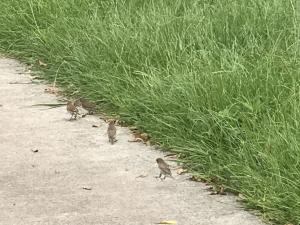 <a href="https://taieol.tw/muse/digi_object/3867eb3085f358c9843229e297810377" target="_blank">斑文鳥／By：kellyshu／iNaturalist</a>