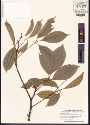 <a href="https://brmas.openmuseum.tw/muse/digi_object/84a5457ec749e858afc48d87dc6996fb" target="_blank">冇樟／中央研究院生物多樣性研究博物館植物標本館 (HAST)</a>