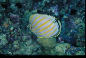 <a href="https://fishdb.sinica.edu.tw/muse/digi_object/19e4bafaa3bb140a56cb47f904ce281f" target="_blank">Chaetodon ornatissimus@fishdb-media-121／郭道仁</a>