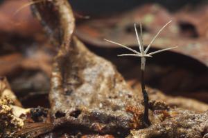 Xylaria tentaculata