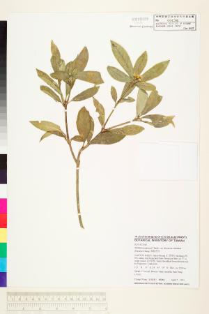<a href="https://brmas.openmuseum.tw/muse/digi_object/84d13536984cf2bb3ad9d00833bdd7dc" target="_blank">顯脈茵芋／中央研究院生物多樣性研究博物館植物標本館 (HAST)</a>