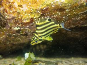 <a href="https://taieol.tw/muse/digi_object/97a73db13b976ee8e5b5fdcc4e2b0106" target="_blank">柴魚／By：chih-wei_jack_chang／iNaturalist</a>