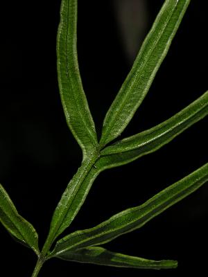 <a href="https://ntm-naturearchive.openmuseum.tw/muse/digi_object/5d6fe68c773fb2cbf313a6b48e4d7a17" target="_blank">鳳尾蕨／國立臺灣博物館</a>