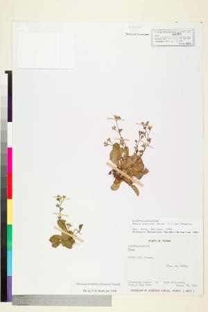 <a href="https://brmas.openmuseum.tw/muse/digi_object/84db24a1c05f0ffa35803c7a5f83cb1f" target="_blank">薄葉通泉草／中央研究院生物多樣性研究博物館植物標本館 (HAST)</a>
