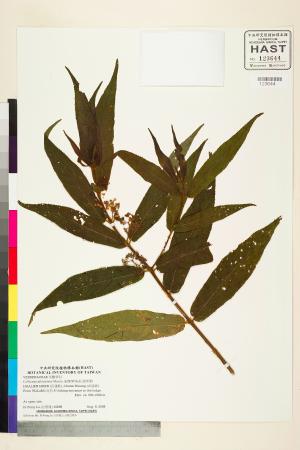 <a href="https://brmas.openmuseum.tw/muse/digi_object/84ddb1d0e6934e57f9de5456c078bbfe" target="_blank">細葉紫珠(紅面將軍)／中央研究院生物多樣性研究博物館植物標本館 (HAST)</a>