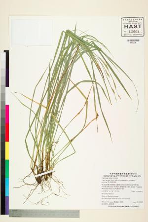 <a href="https://brmas.openmuseum.tw/muse/digi_object/84de15983e791b7136e046a319ae0cb5" target="_blank">夢佳宿柱薹／中央研究院生物多樣性研究博物館植物標本館 (HAST)</a>