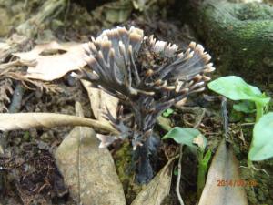 Thelephora palmata(掌狀革菌)