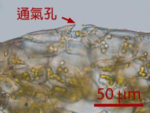 <a href="https://taieol.tw/muse/digi_object/c32e9e69a50561a61d3ce47cbea1c453" target="_blank">Asterella wallichiana／By：姚奎宇／太魯閣國家公園管理處</a>