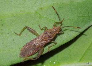 Daclera levana Distant, 1918