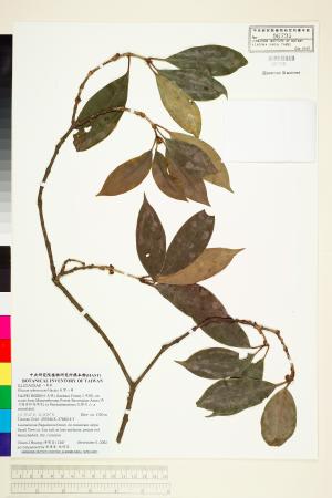 <a href="https://brmas.openmuseum.tw/muse/digi_object/851af64e931fb04d850e18699d78edb9" target="_blank">台灣八角／中央研究院生物多樣性研究博物館植物標本館 (HAST)</a>