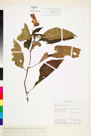<a href="https://brmas.openmuseum.tw/muse/digi_object/85236cce4174f97ecba814a25f7224b3" target="_blank">台灣半蒴苣苔(角桐草)／中央研究院生物多樣性研究博物館植物標本館 (HAST)</a>